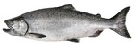 Chinook salmon