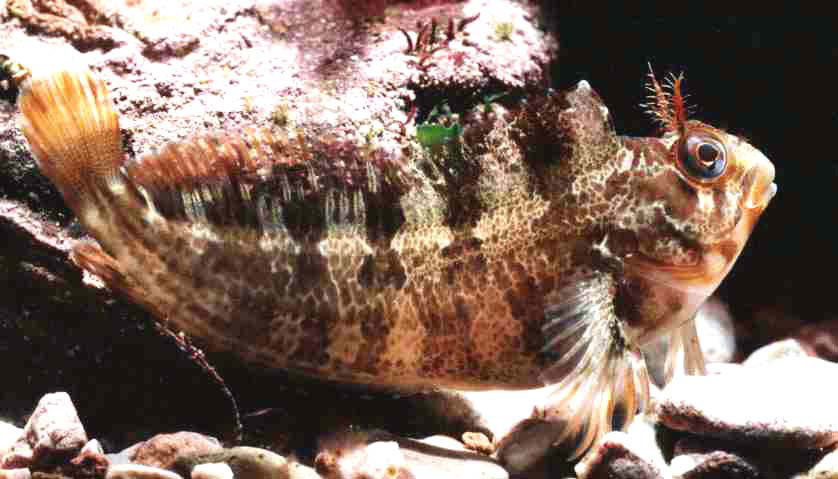 Рыба породы собачковые  фото